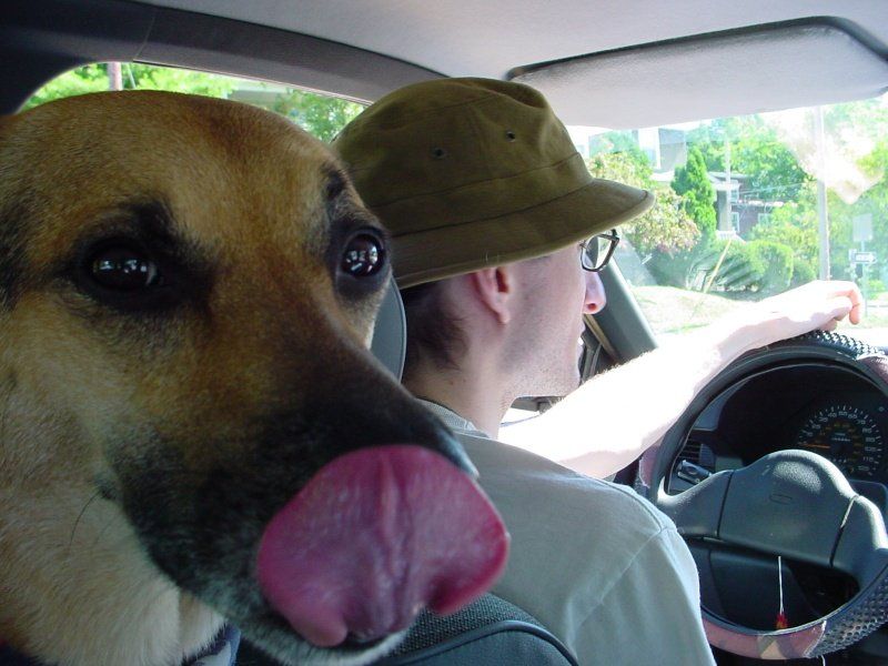 Siah Tongue
